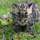 Illustration for article titled Clouded Leopard Toe Beans Are As Cute As Youd Expect